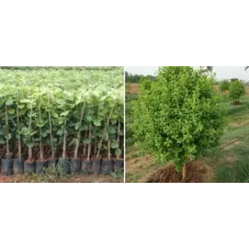 Red Sandalwood Plants